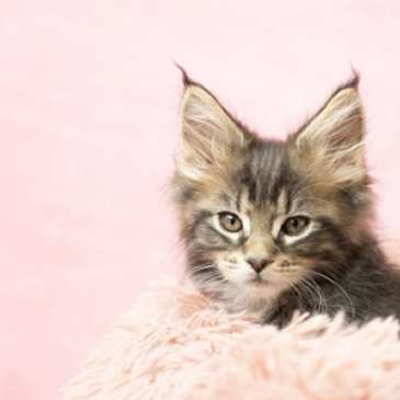 お別れを迎えた飼い主様へ