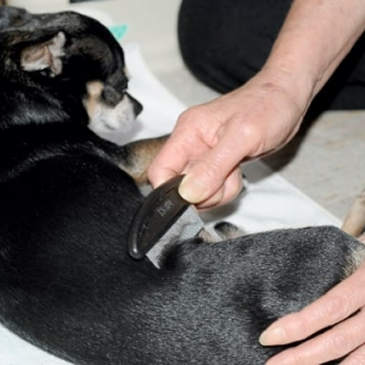 火葬を迎える日まで