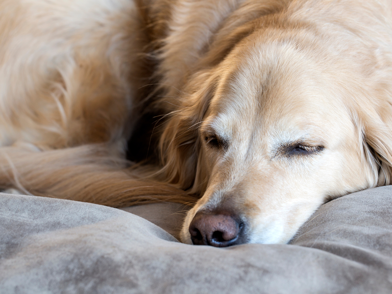 もしもペットが亡くなったら