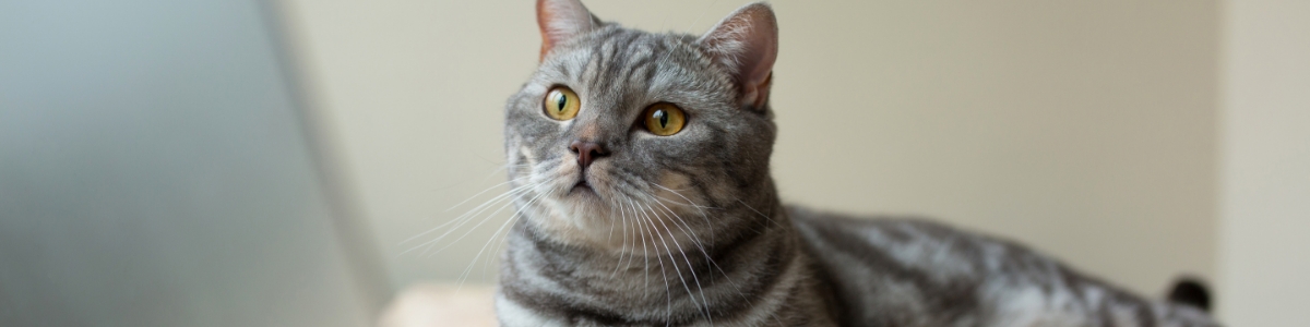 火葬プラン・料金