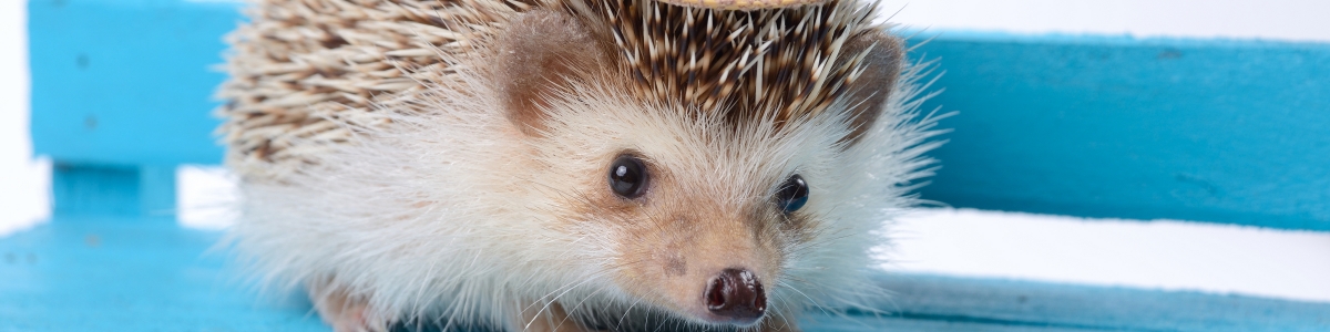 よくあるご質問